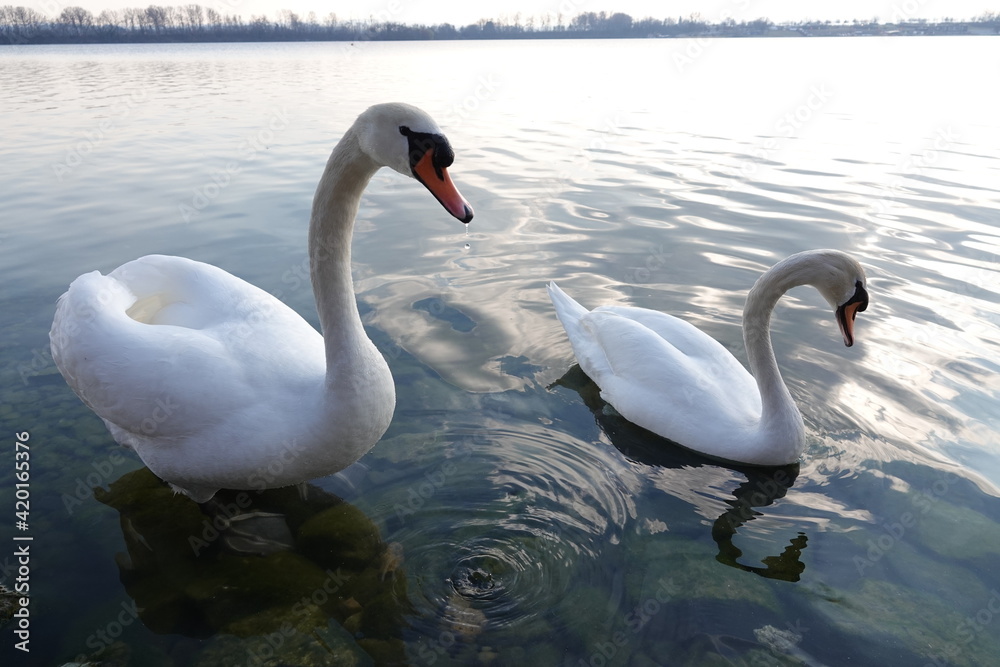 Fototapeta premium two swans swim in the lake