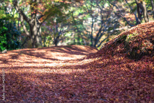 一面の落ち葉 秋のイメージ