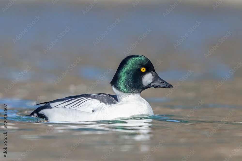 Obraz premium Male Common Goldeneye swimming in a lake