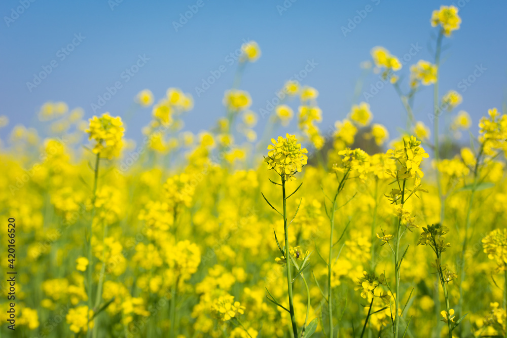 Beautiful yellow and green mustard flowers