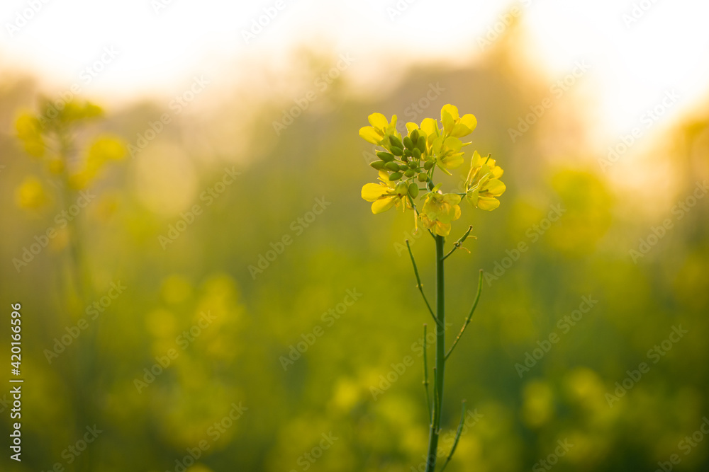 Beautiful yellow and green mustard flowers Beautiful yellow and green mustard flowers