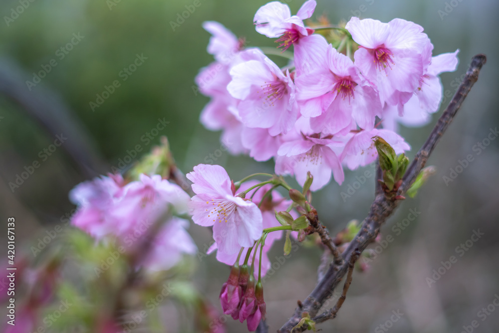 桜の花　春の和風イメージ