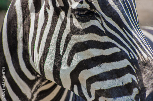 Zebra looking at something very close with long stripes