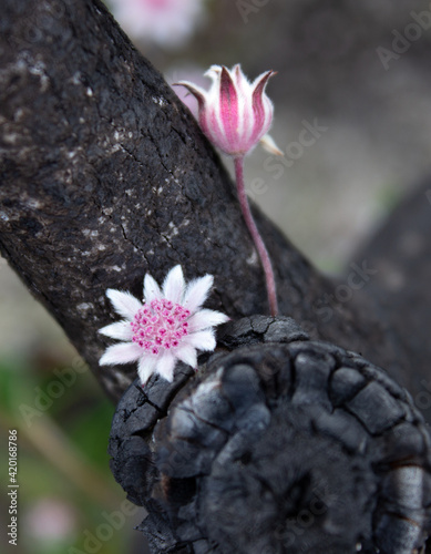 Rare pink flannel flower (Actinotus forsythii) along the Ikara Head trail in the Blue Mountains.  photo