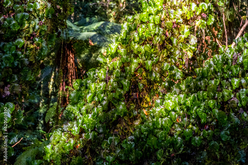 Fototapeta premium Pristine native forest. South Island, New Zealand.