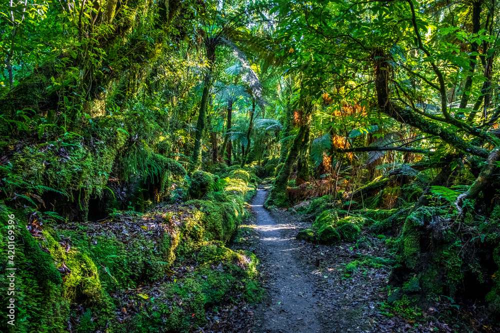 Obraz premium Hiking trail through the native forest. South Island, New Zealand.