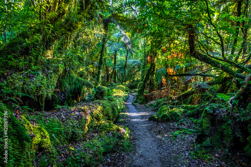Hiking trail through the native forest. South Island  New Zealand.