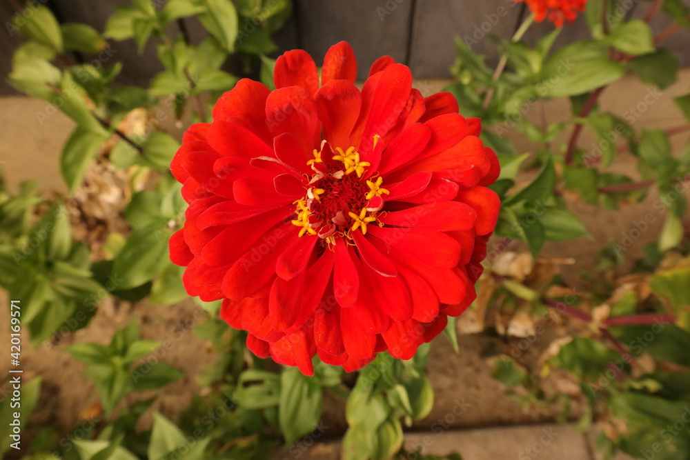 Bright red zinnia close up in garden. Bright red zinnia close up in garden.