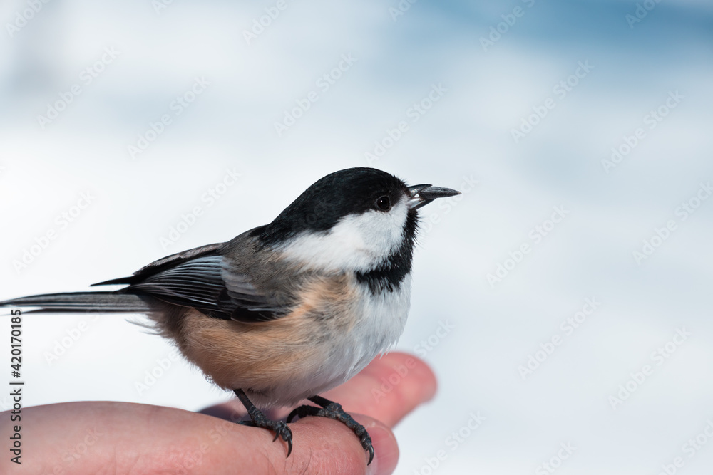 Black Capped Chickadee with a sunflower seed staying on a hand Black Capped Chickadee with a sunflower seed staying on a hand