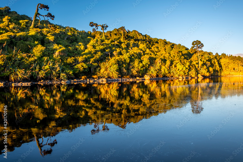 Native forest on ashore of a quiet river. South Island, New Zealand.