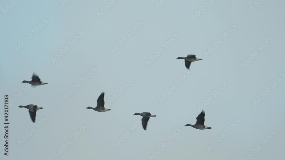 マガン飛翔(Greater white-fronted goose) マガン飛翔(Greater white-fronted goose)
