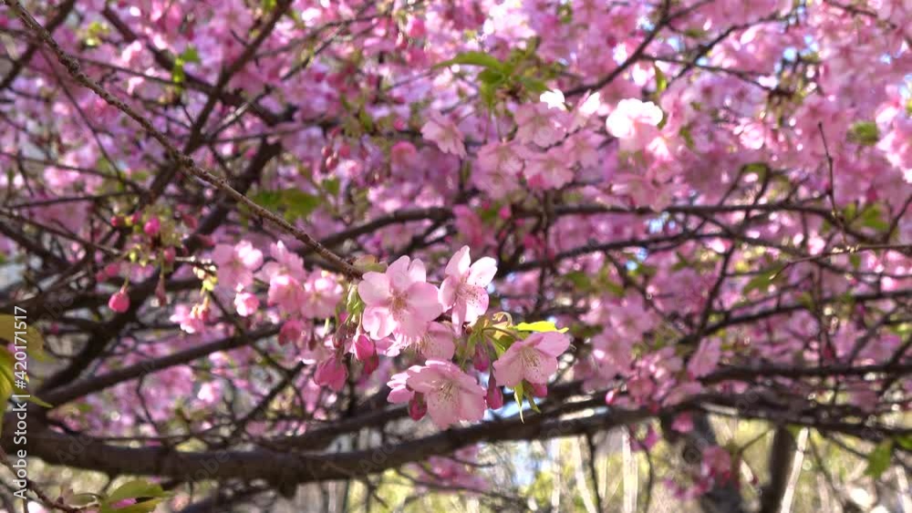 風に揺れる河津桜のクローズアップ 桜の花びら 4K 2021年3月広島市縮景園にて撮影 風に揺れる河津桜のクローズアップ 桜の花びら 4K 2021年3月広島市縮景園にて撮影
