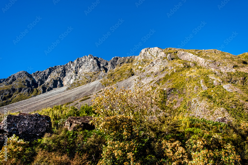 Bush in the middle of alpine grassland. South Island, New Zealand. Bush in the middle of alpine grassland. South Island, New Zealand.