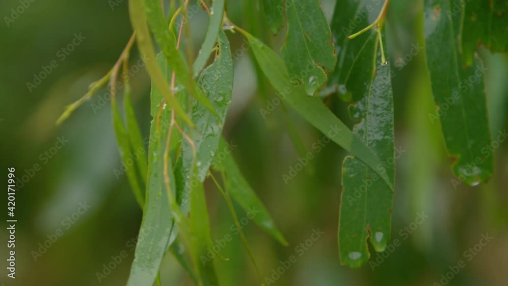 A close up of rain on a gum tree eucalyptus A close up of rain on a gum tree eucalyptus