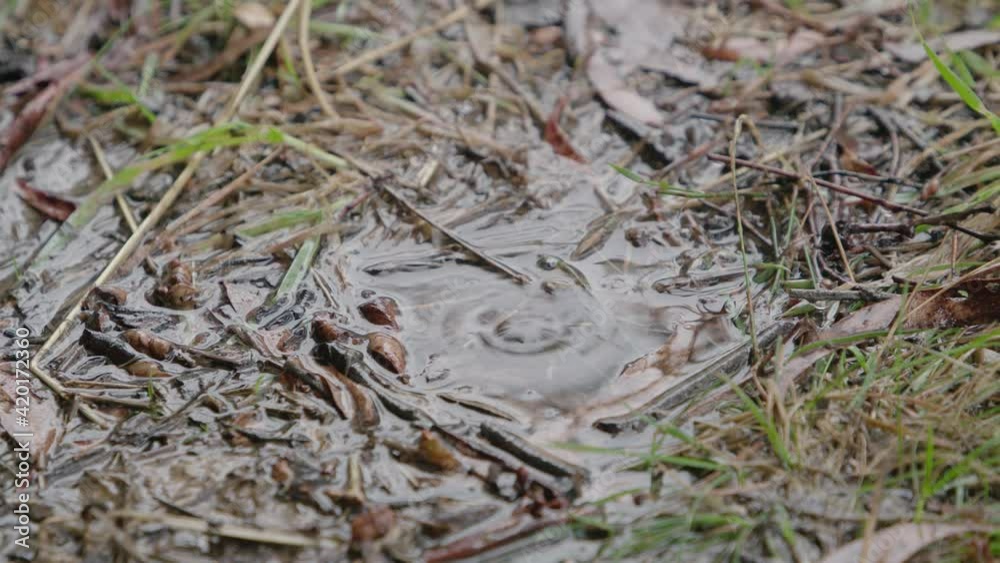 Rain falling on a muddy puddle Rain falling on a muddy puddle