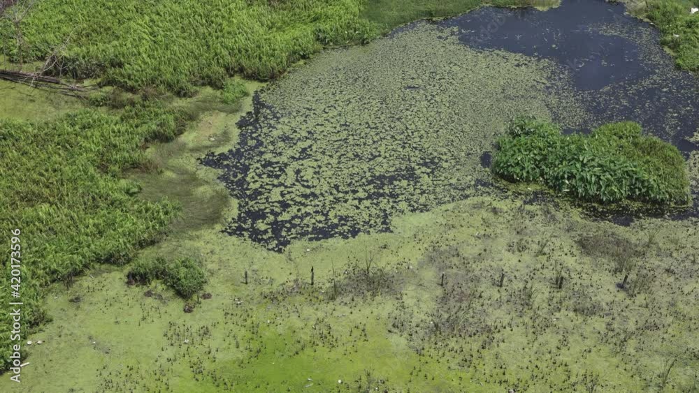 Aquatic plant algae green background of duckweed covered the pond caused become the pond to become stagnant, 4K slow motion video footage Kerala India. A large green marshy wetland Aquatic plant algae green background of duckweed covered the pond caused become the pond to become stagnant, 4K slow motion video footage Kerala India. A large green marshy wetland