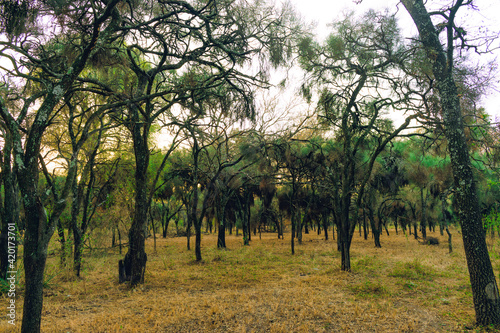 Fotografie plantación de arboles de caranda, litoral argentino