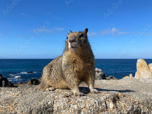 Curious California ground squirrel on four paws staring to the right. Coastal rock with blue ocean water in background.