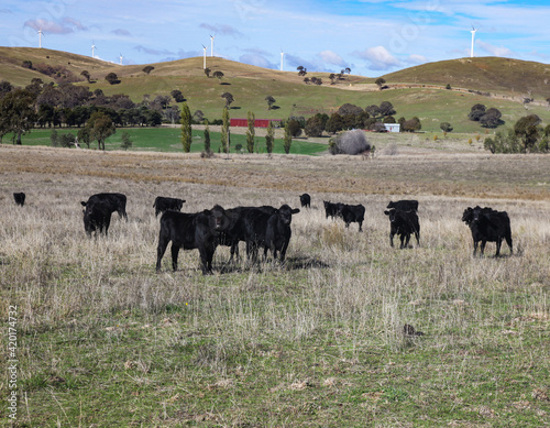 Rural farm with cattle and wind farm in background near Carcoar in Central West NSW Australia. photo