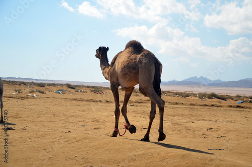 Camels on the sand  popular tourist place. Egypt  Sharm El Sheikh