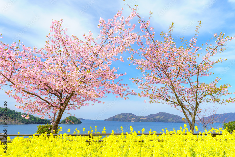 山口県下松市笠戸島 河津桜の大三角と菜の花と瀬戸内海 Stock Photo Adobe Stock