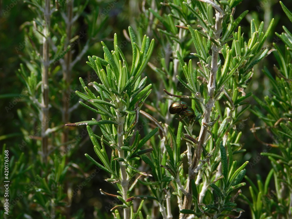 Obraz premium Golden rosemary leaf beetles, mating on a rosmarinus officinalis plant, at springtime