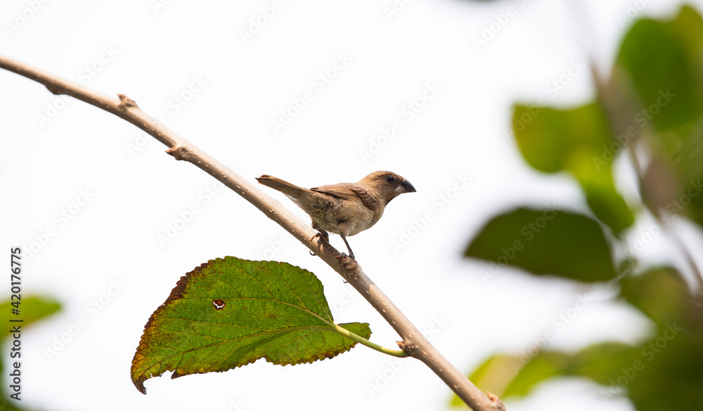 Fototapeta premium bird on a tree