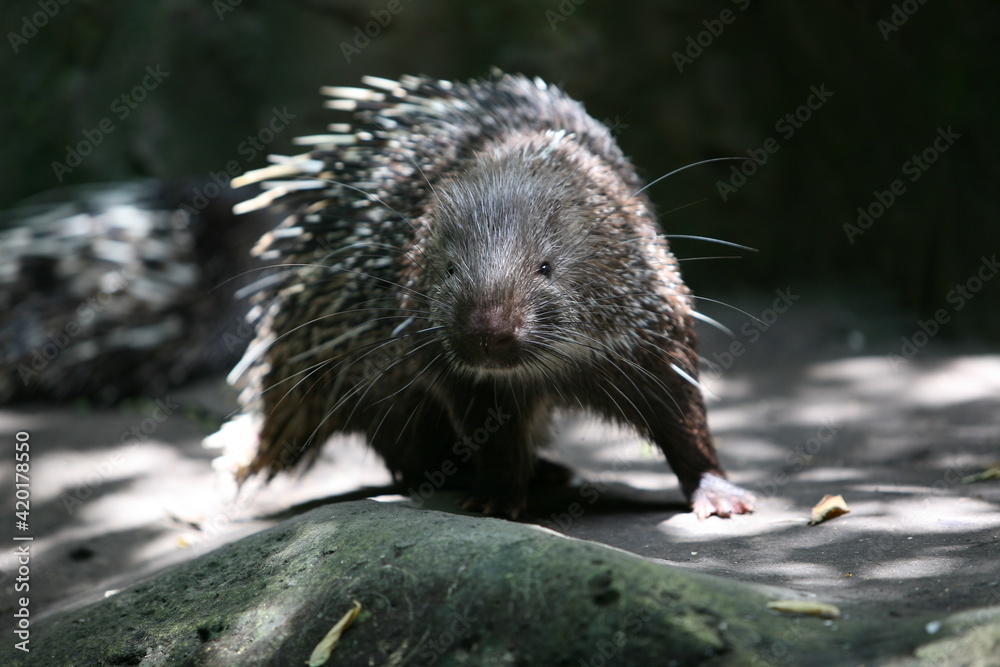 Porcupine Hystricidae (Hystrix cristata) African or wild africa