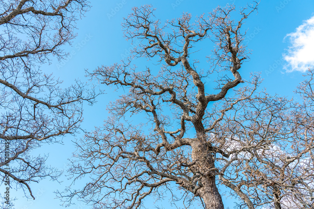 Old oak trees with dropped leaves in the sun against the blue sky in winter Old oak trees with dropped leaves in the sun against the blue sky in winter