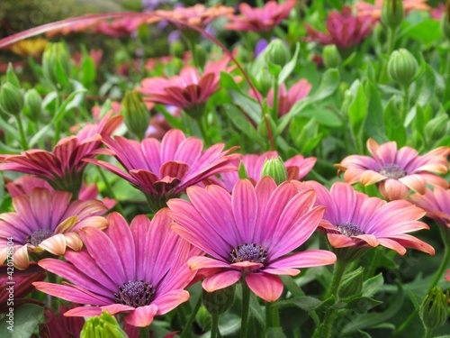 pink African daisy flowers in the garden