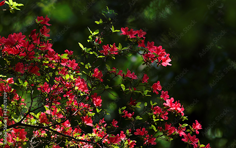 red flowers in the garden