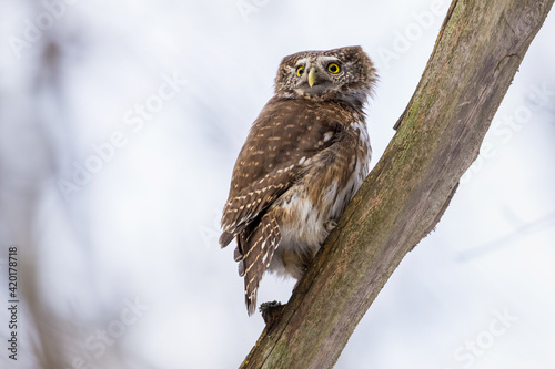 Pygmy Owl (Glaucidium passerinum) perched on a tree branch in a forest wildlife background. 