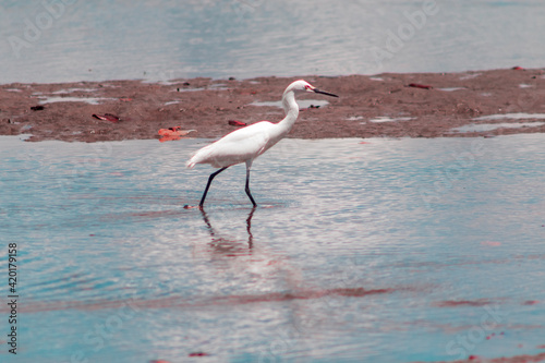 Garça pescando peixe na praia. photo