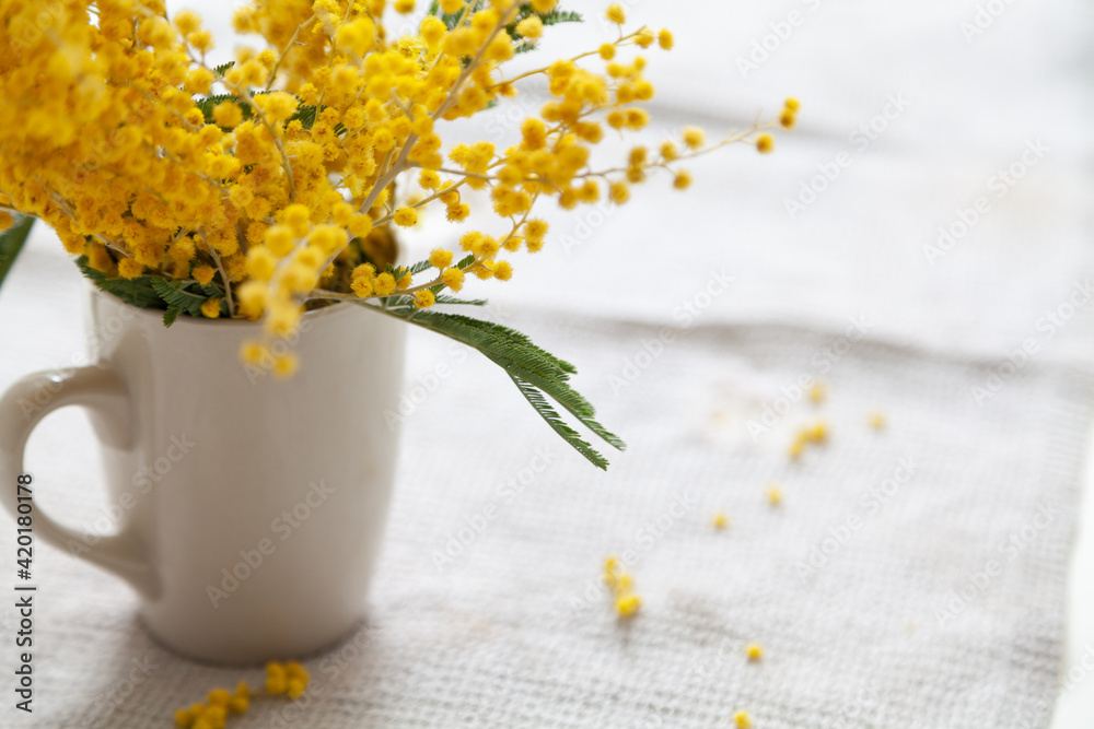 Branch of yellow mimosa in cup on white background