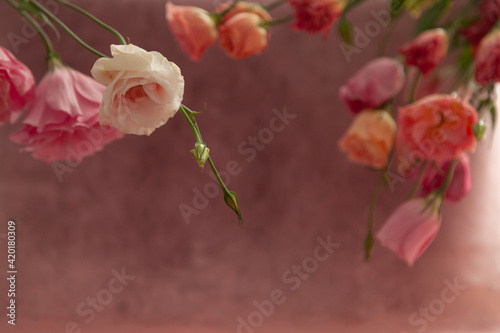 Pink and cream eustoma flowers on faded pink background