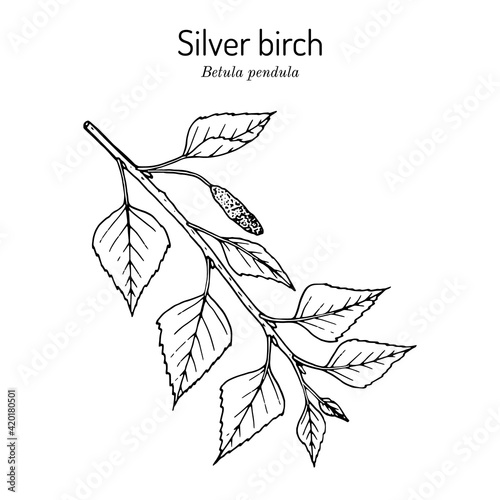 Silver birch betula pendula branch with green leaves