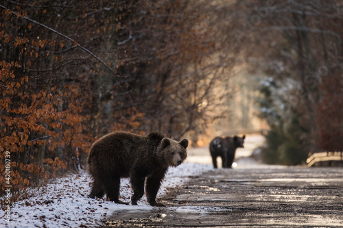 Brown bear on the road in the forest between winter and autumn season © danmir12