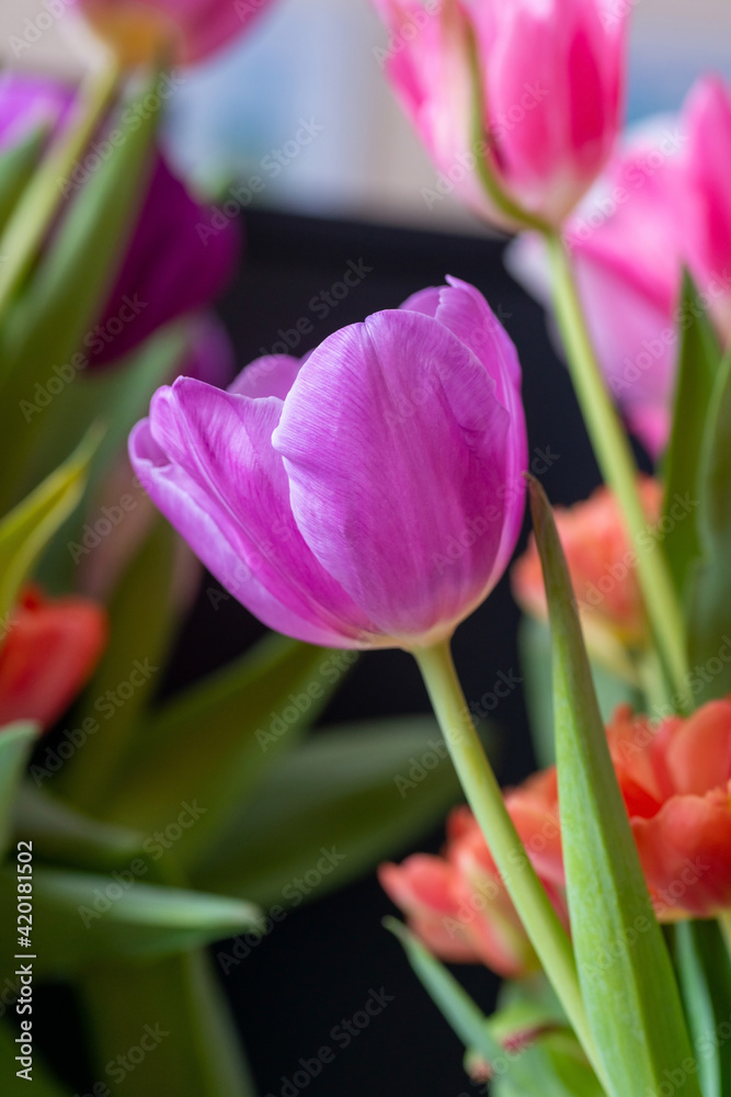 Lilac blooming tulip close-up, a fragment of a bouquet of spring flowers on a blurred background. Lilac blooming tulip close-up, a fragment of a bouquet of spring flowers on a blurred background.