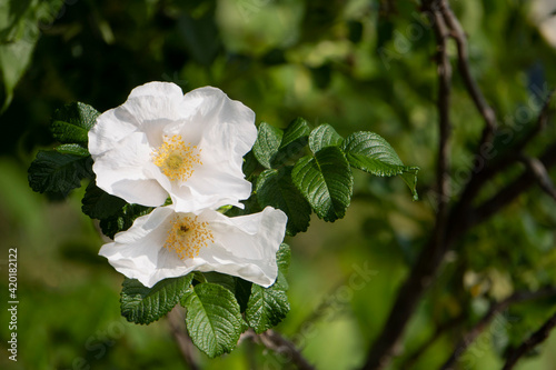 白いハマナス（Rosa rugosa）／大宮花の丘農林公苑（埼玉県さいたま市） photo