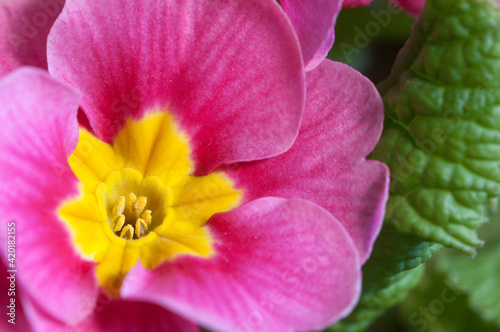 Common primrose flowers  close up shot
