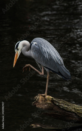 great blue heron