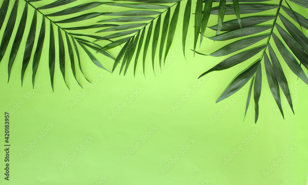 Fototapeta premium green palm leaves on the color background, tropical leaf frame with copy space, flat lay