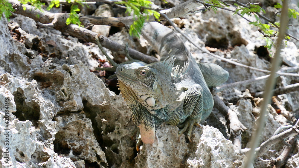 Iguanidae in bonaire