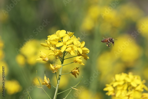 蜜蜂と菜の花