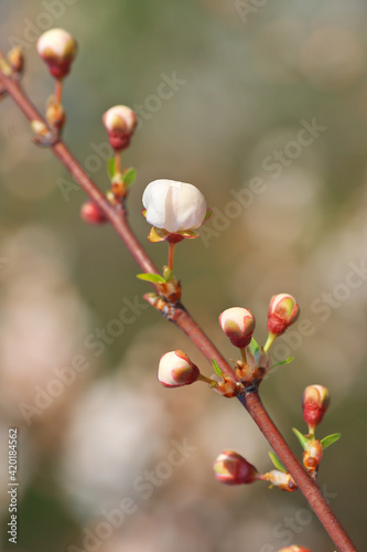 Spring flower and bud on tree.