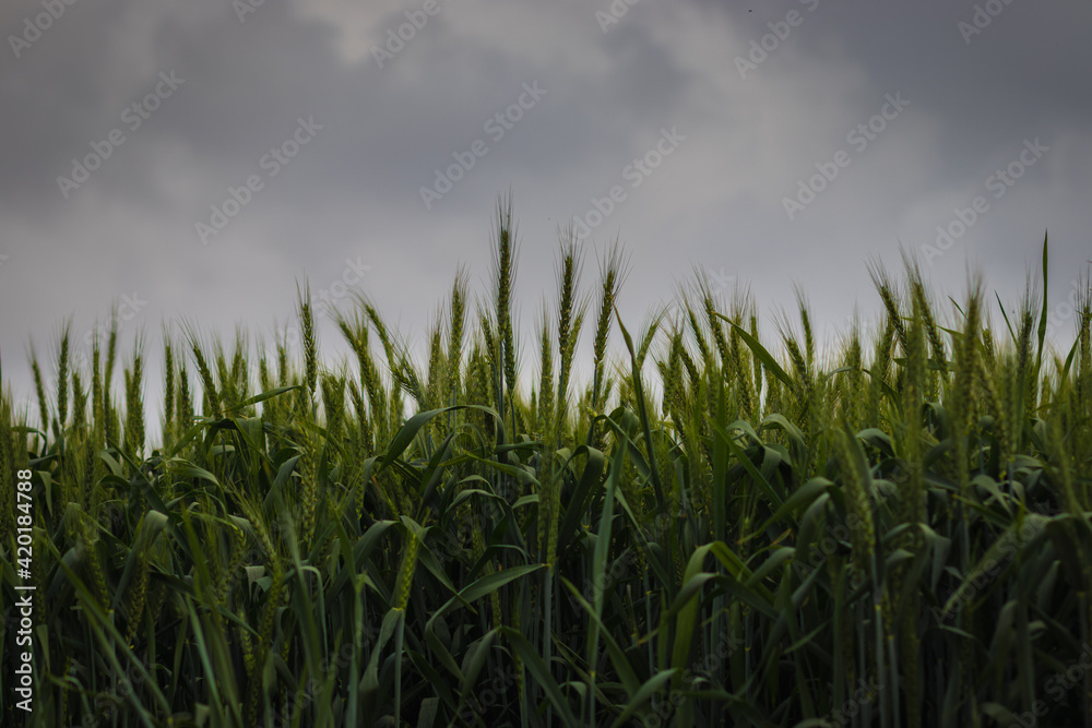 A low-angle view of a field of green wheat, against a backdrop of a cloudy winter sky