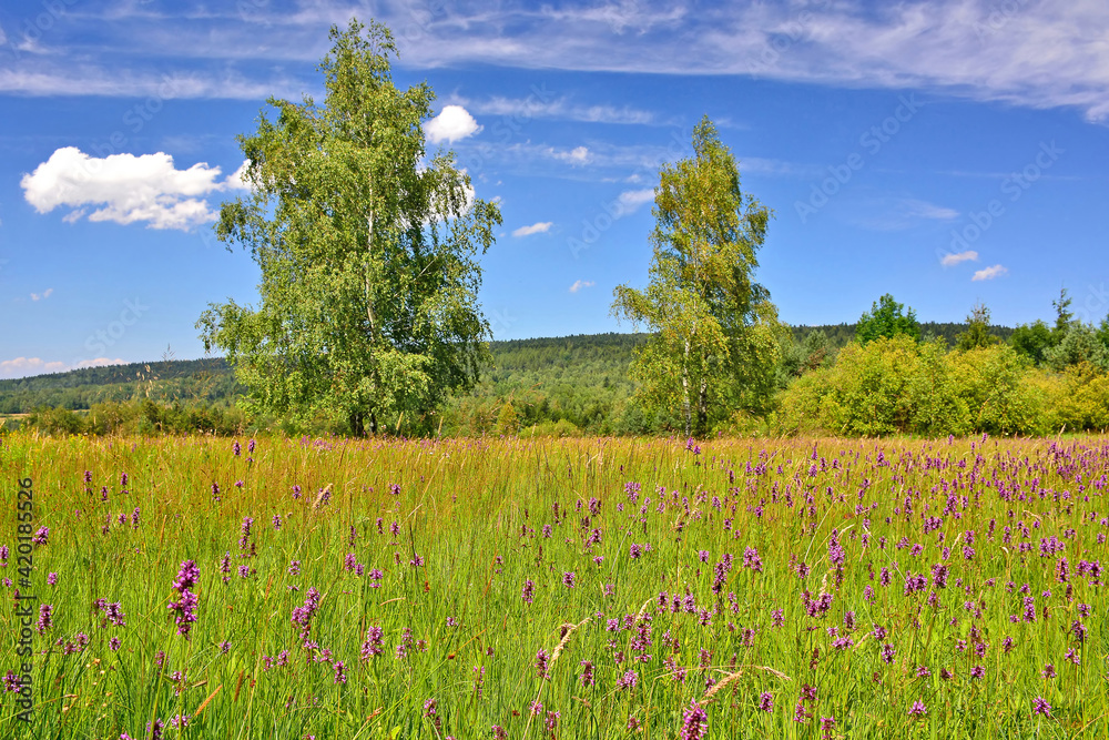 Amazing sunny day in mountains. Summer meadow with wildflowers under blue sky with white clouds. Nature background and landscape, Low Beskids, Poland