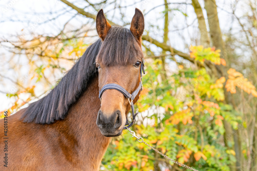 Obraz premium A head of a brown KWPN stallion, Dutch Warmblood horse, 2 years old. Outside against a green and yellow natural background