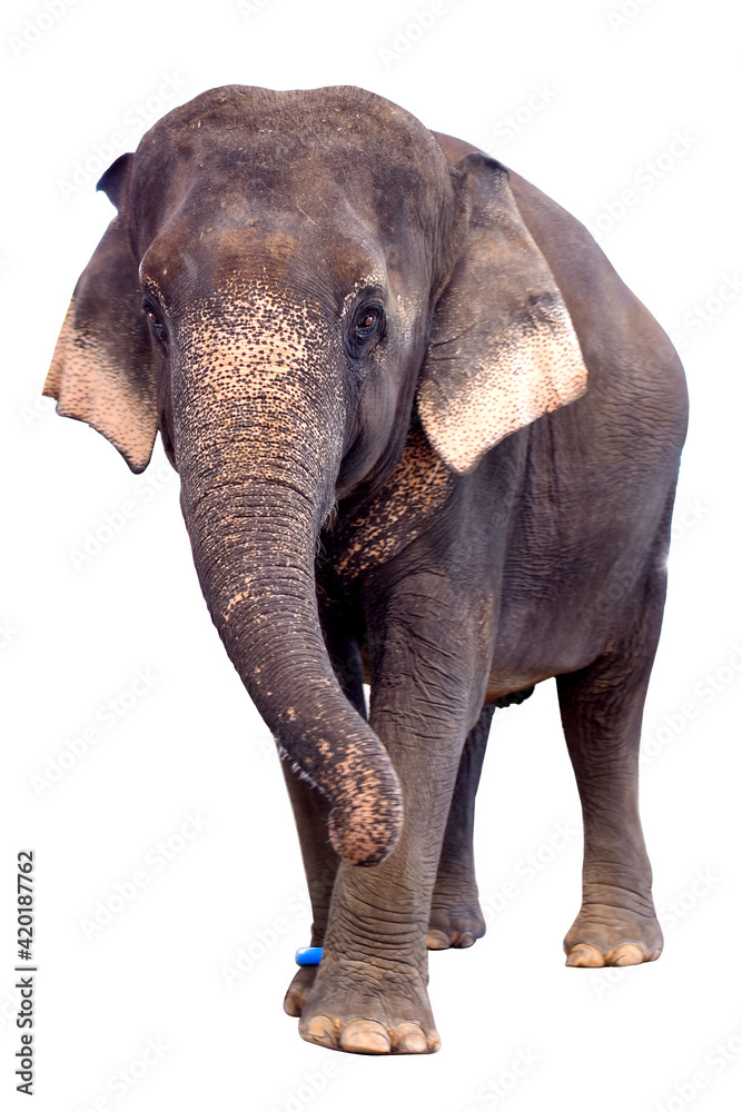 Obraz premium Asian elephant standing on a white background.