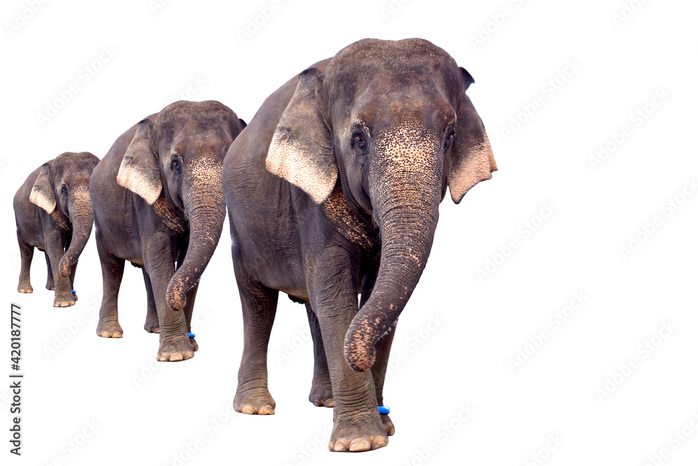Naklejka premium Three Asian elephants on a white background.